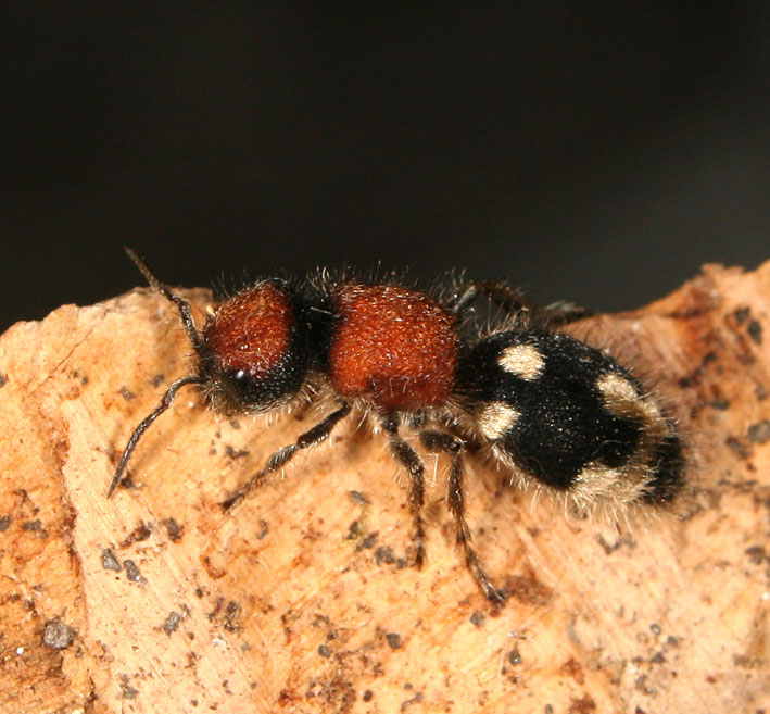 Ronisia brutia, femmina (Hymenoptera, Mutillidae)